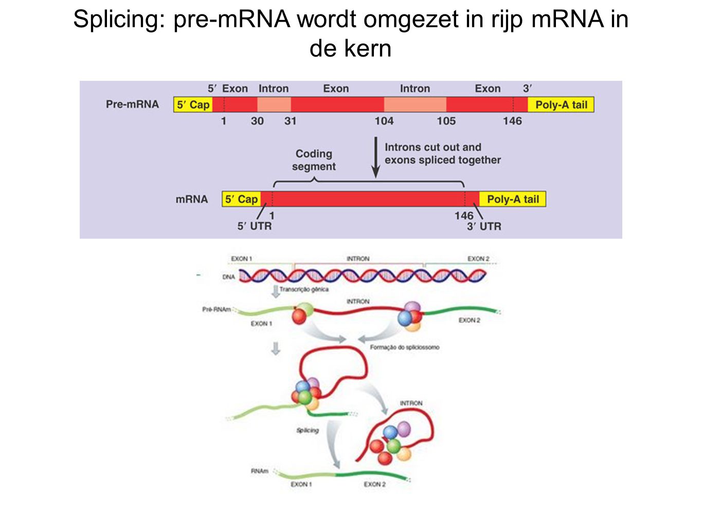 Splicing: pre-mRNA wordt omgezet in rijp mRNA in de kern