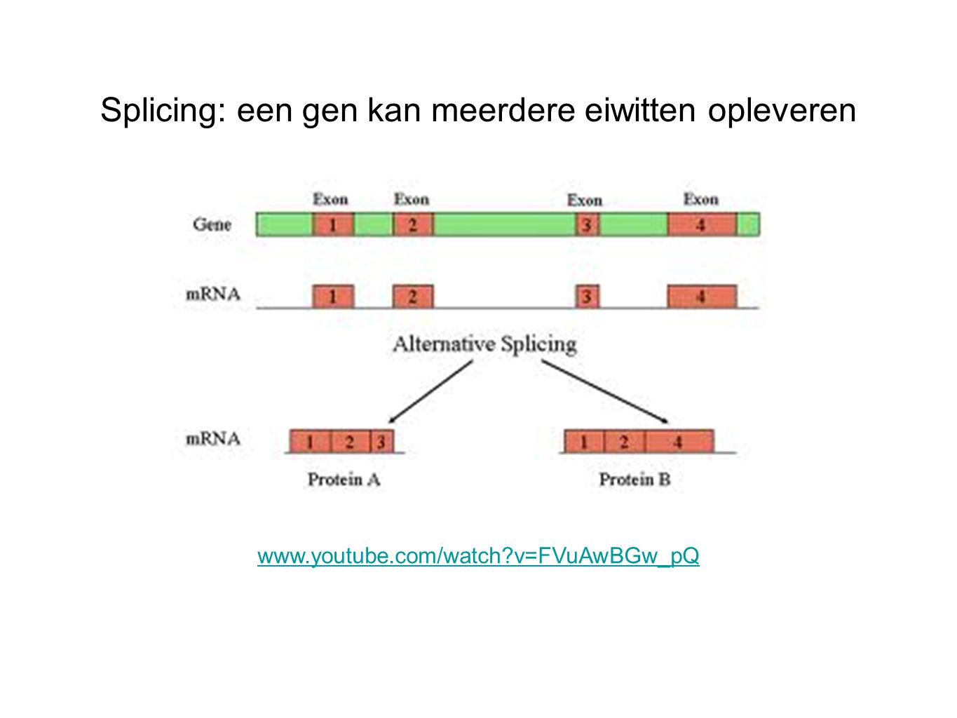 Splicing: een gen kan meerdere eiwitten opleveren