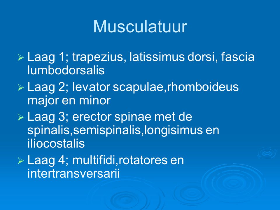 Musculatuur Laag 1; trapezius, latissimus dorsi, fascia lumbodorsalis