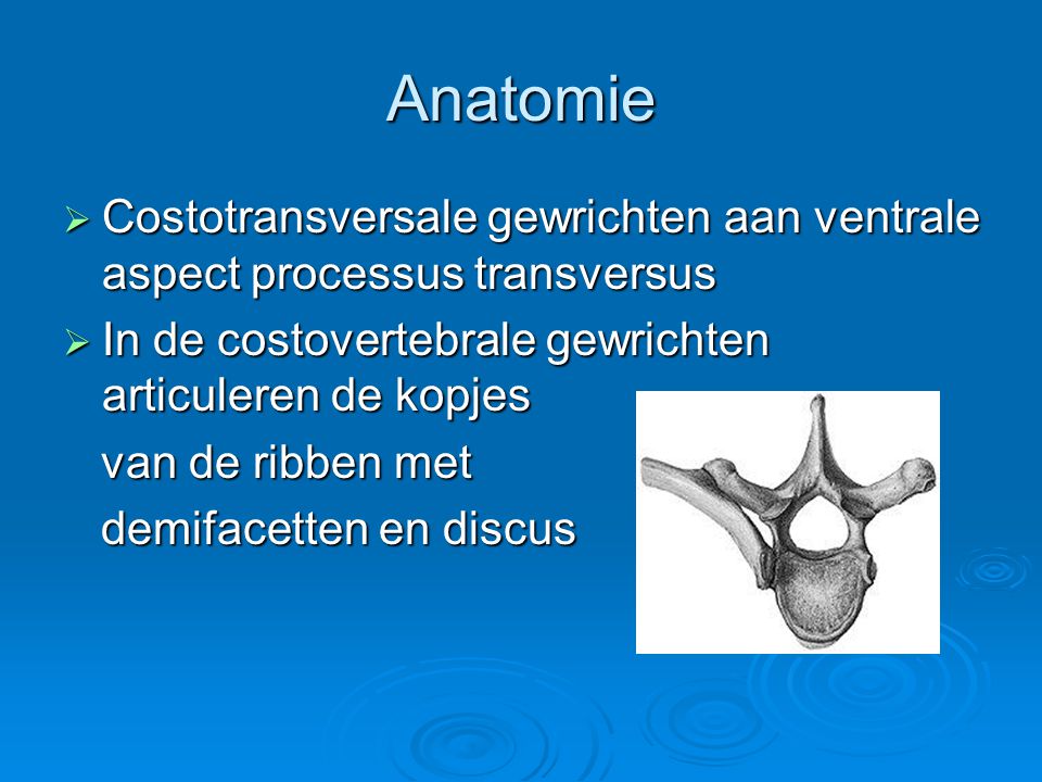 Anatomie Costotransversale gewrichten aan ventrale aspect processus transversus. In de costovertebrale gewrichten articuleren de kopjes.
