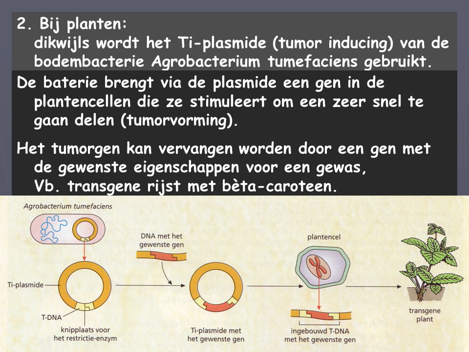 2. Bij planten: dikwijls wordt het Ti-plasmide (tumor inducing) van de bodembacterie Agrobacterium tumefaciens gebruikt.