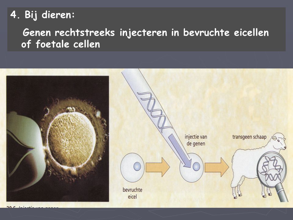 4. Bij dieren: Genen rechtstreeks injecteren in bevruchte eicellen of foetale cellen