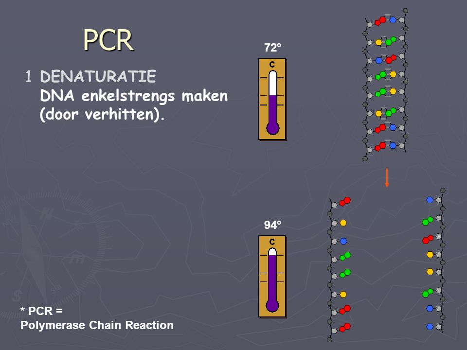 PCR DENATURATIE DNA enkelstrengs maken (door verhitten). 72° 94°