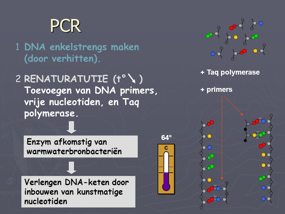 PCR DNA enkelstrengs maken (door verhitten).