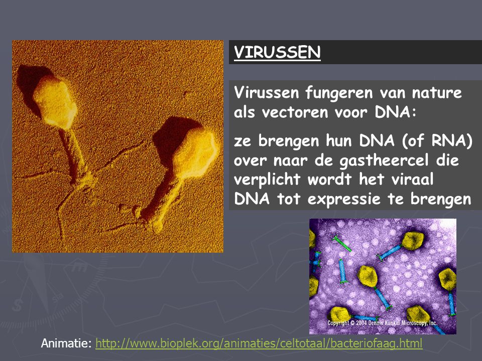 Virussen fungeren van nature als vectoren voor DNA: