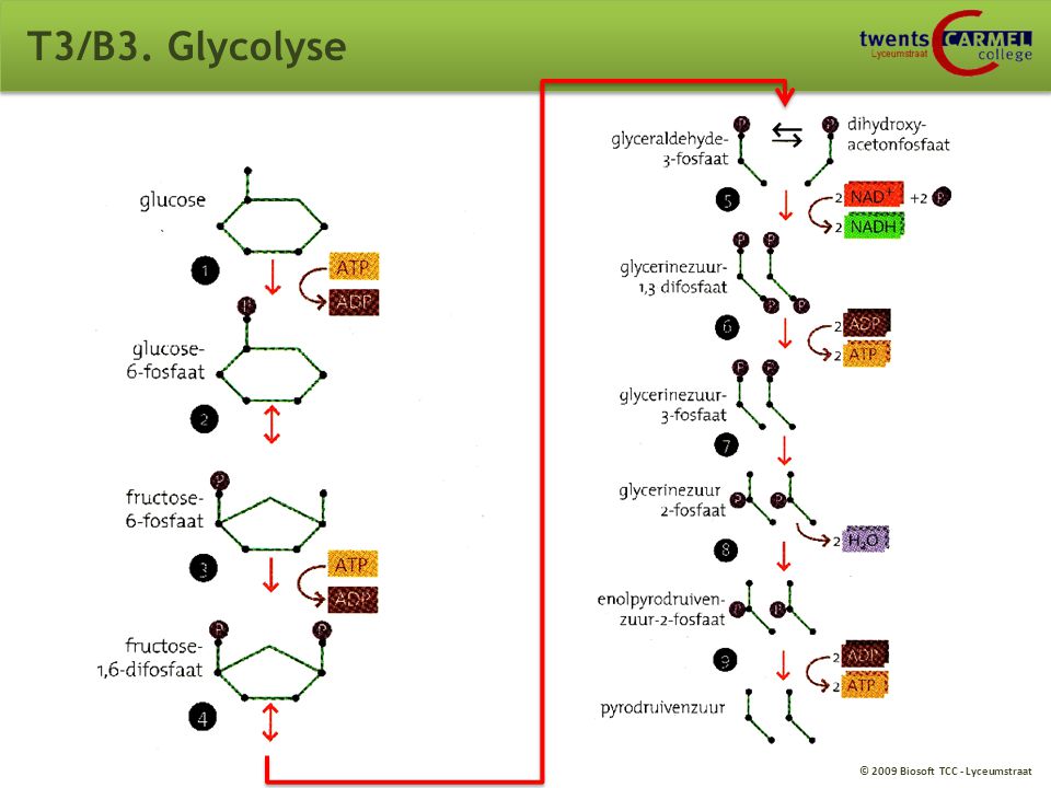 T3/B3. Glycolyse