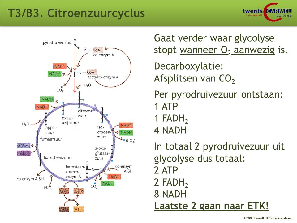 T3/B3. Citroenzuurcyclus