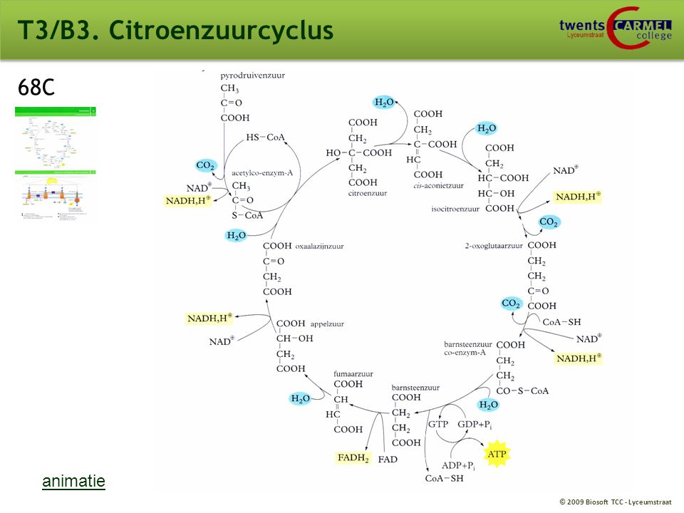 T3/B3. Citroenzuurcyclus