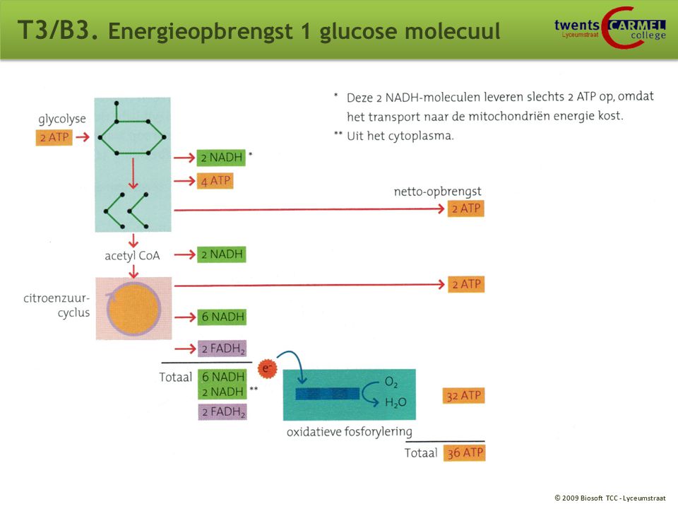 T3/B3. Energieopbrengst 1 glucose molecuul