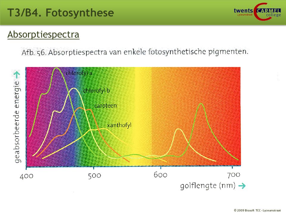 T3/B4. Fotosynthese Absorptiespectra