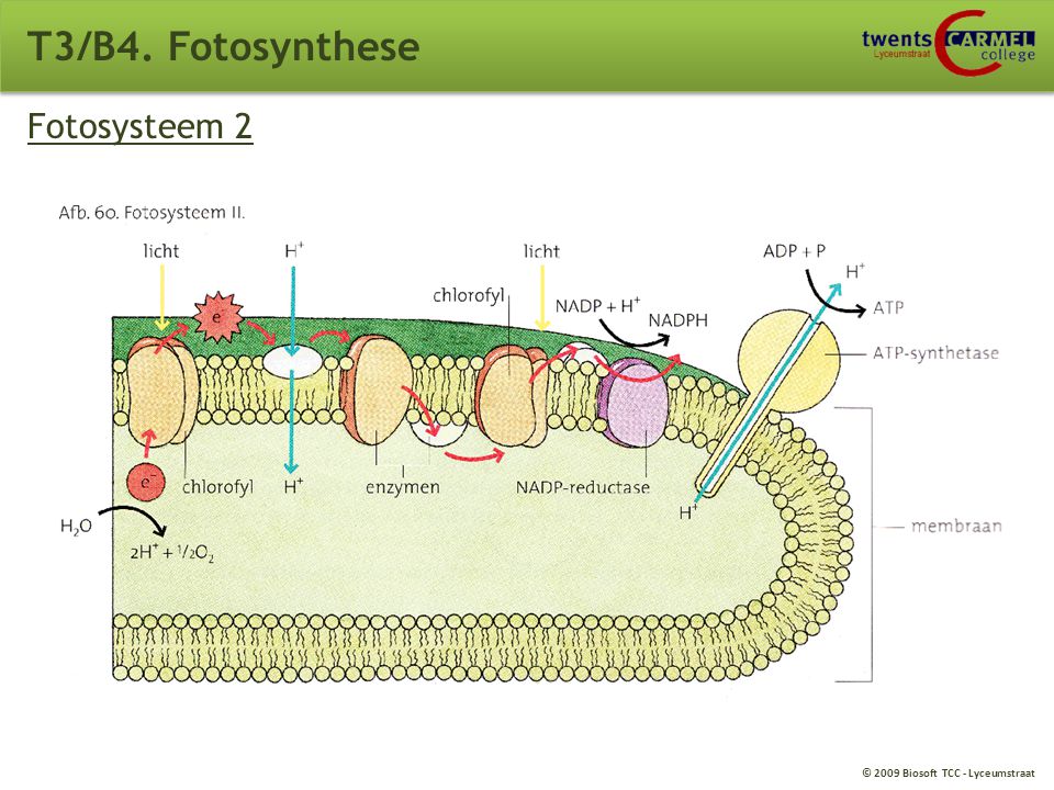 T3/B4. Fotosynthese Fotosysteem 2