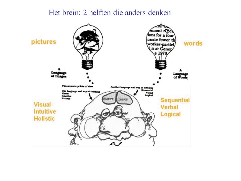 Het brein: 2 helften die anders denken