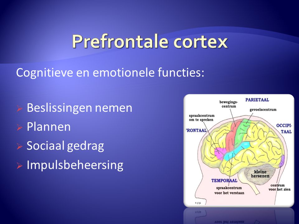 Prefrontale cortex Cognitieve en emotionele functies: