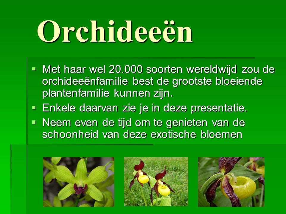 Orchideeën Met haar wel soorten wereldwijd zou de orchideeënfamilie best de grootste bloeiende plantenfamilie kunnen zijn.