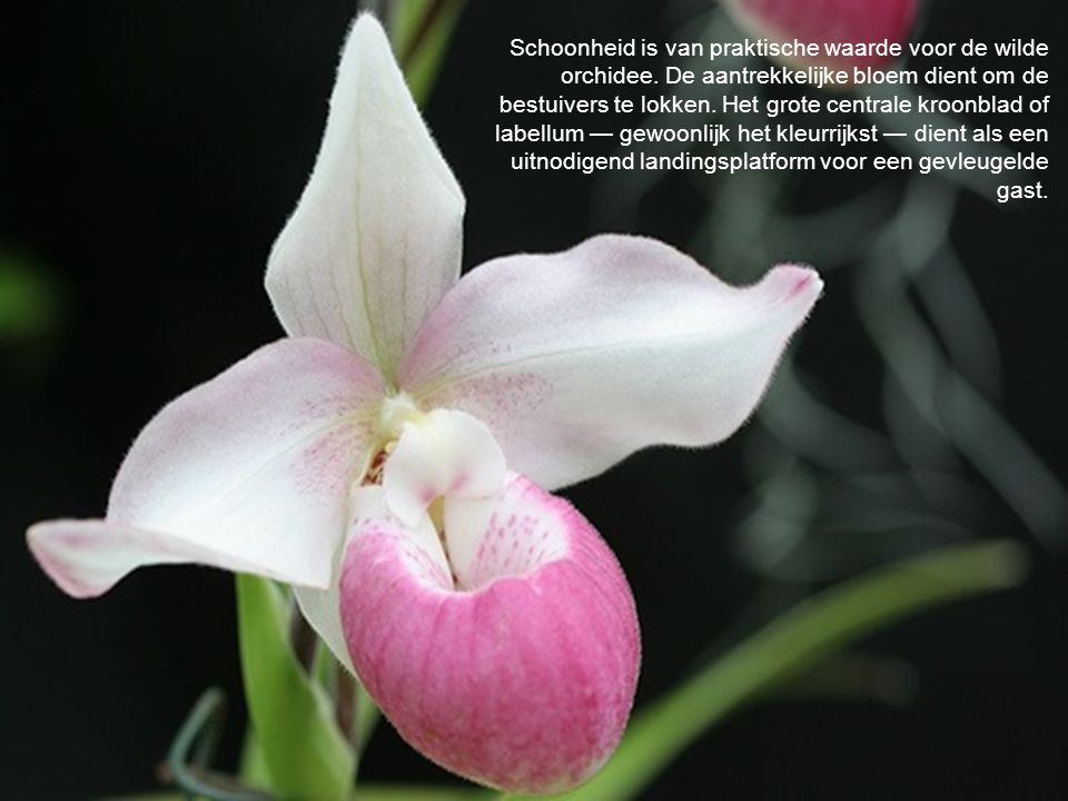 Schoonheid is van praktische waarde voor de wilde orchidee