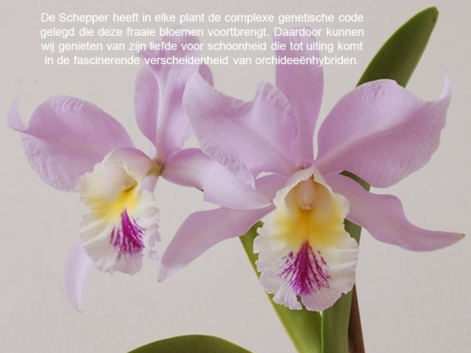 De Schepper heeft in elke plant de complexe genetische code gelegd die deze fraaie bloemen voortbrengt.