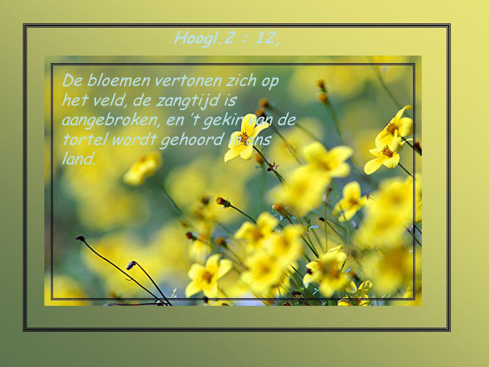 Hoogl.2 : 12, De bloemen vertonen zich op het veld, de zangtijd is aangebroken, en ’t gekir van de tortel wordt gehoord in ons land.