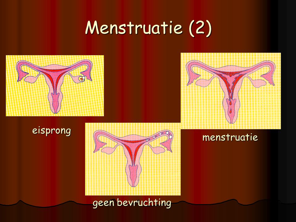 Menstruatie (2) eisprong menstruatie geen bevruchting