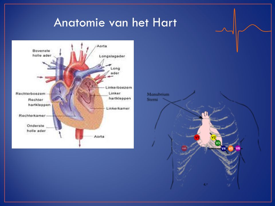 Anatomie van het Hart Plaatsing Electroden: Extremiteiten Armen li/re