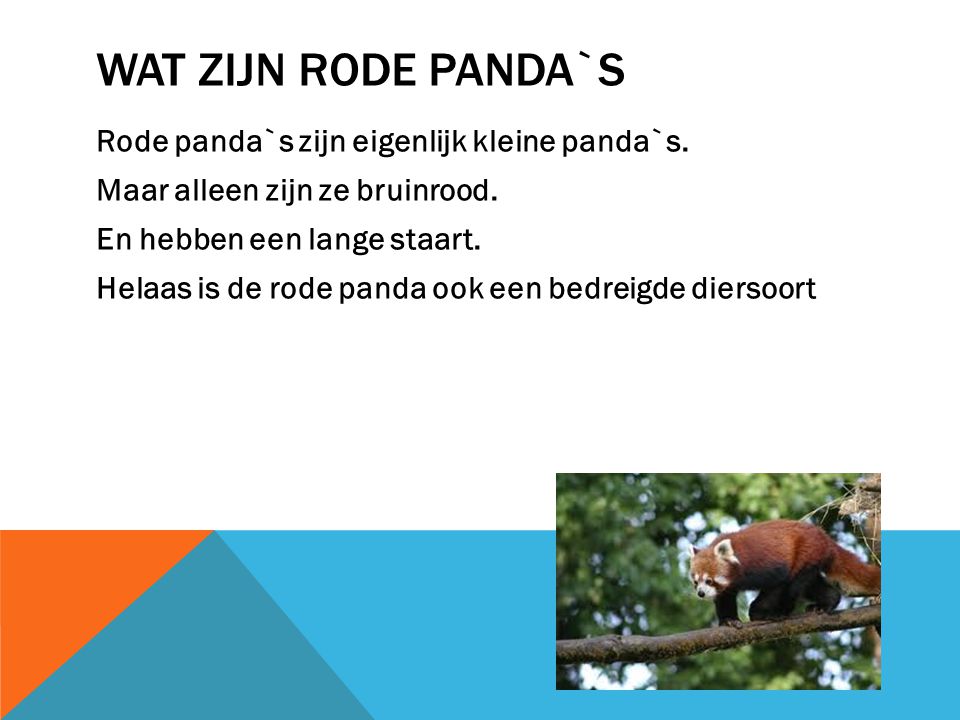 Wat zijn rode panda`s