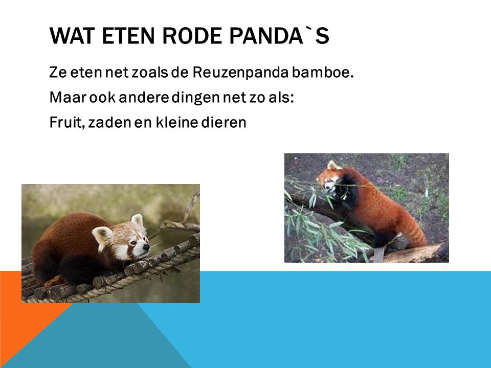 Wat eten rode panda`s Ze eten net zoals de Reuzenpanda bamboe.