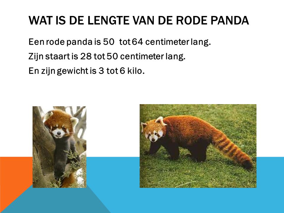 Wat is de lengte van de rode panda