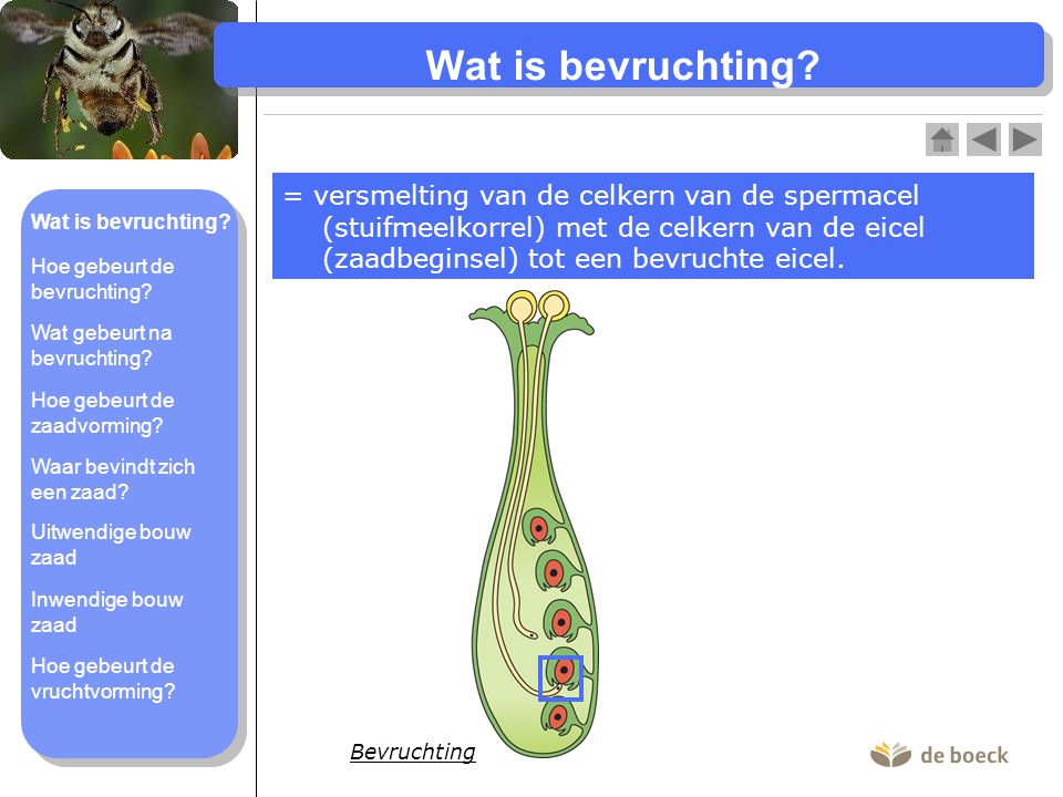 Wat is bevruchting