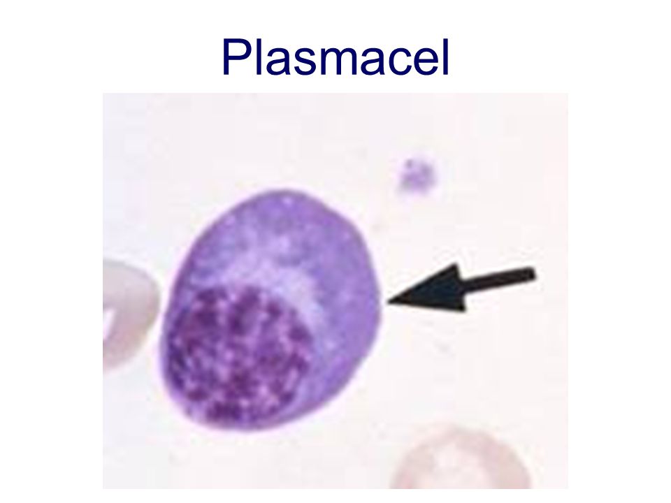 Plasmacel