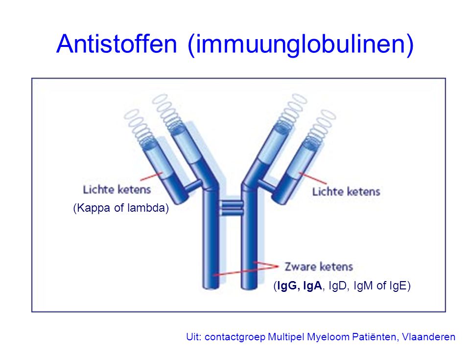 Antistoffen (immuunglobulinen)