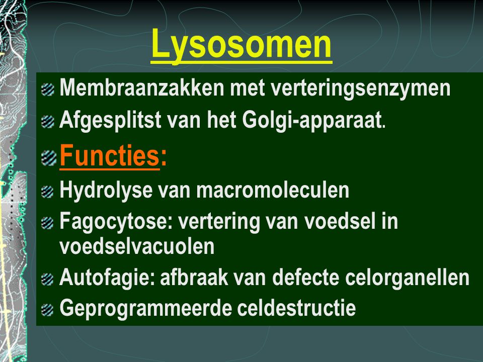 Lysosomen Functies: Membraanzakken met verteringsenzymen