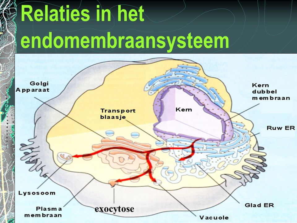 Relaties in het endomembraansysteem