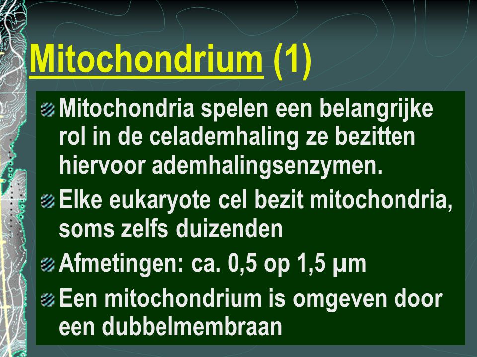 Mitochondrium (1) Mitochondria spelen een belangrijke rol in de celademhaling ze bezitten hiervoor ademhalingsenzymen.