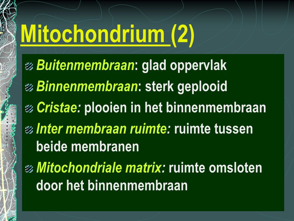 Mitochondrium (2) Buitenmembraan: glad oppervlak