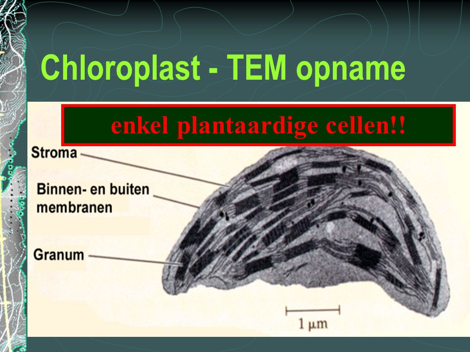 Chloroplast - TEM opname