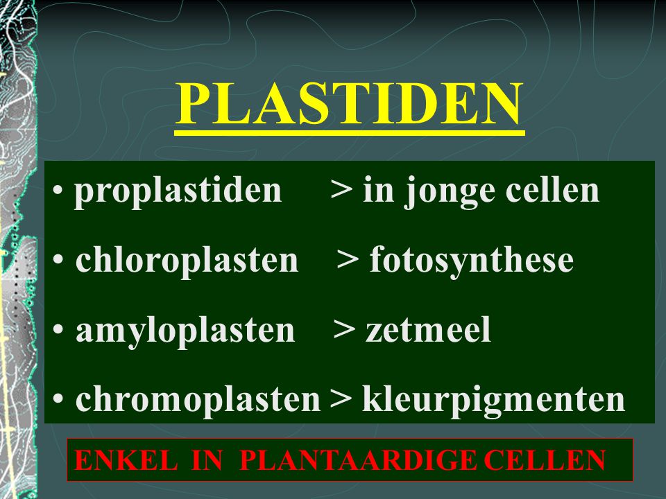 PLASTIDEN chloroplasten > fotosynthese amyloplasten > zetmeel