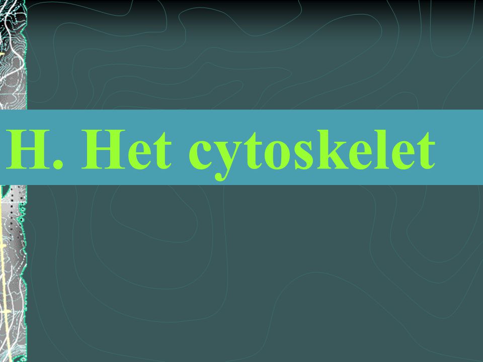 H. Het cytoskelet