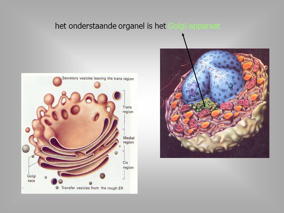 het onderstaande organel is het Golgi-apparaat
