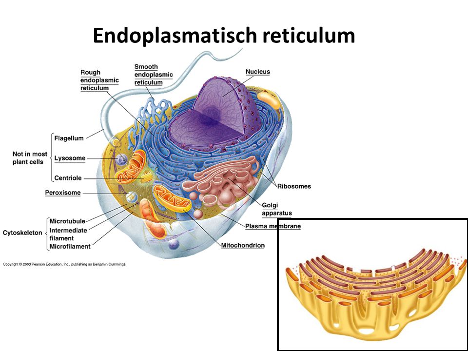 Endoplasmatisch reticulum