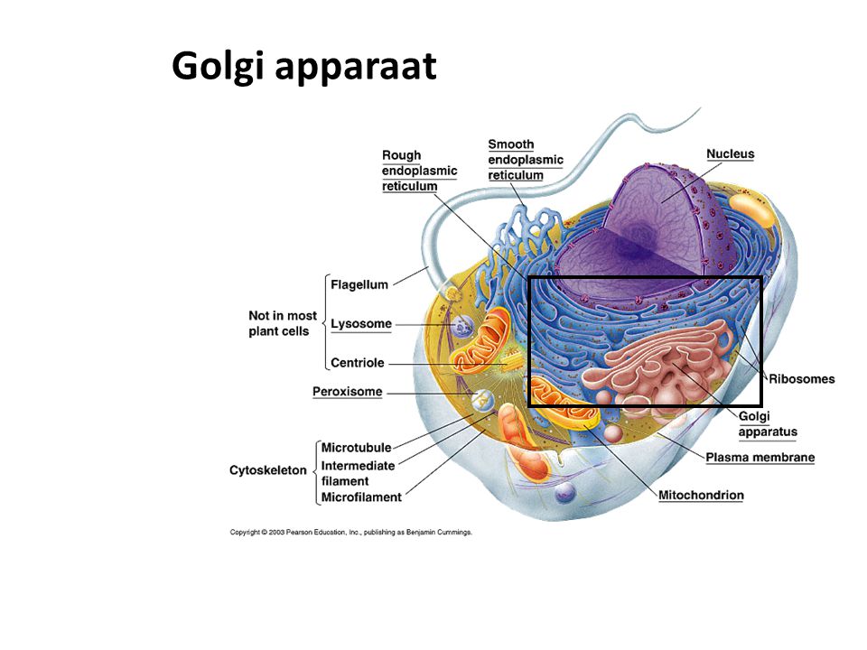 Golgi apparaat