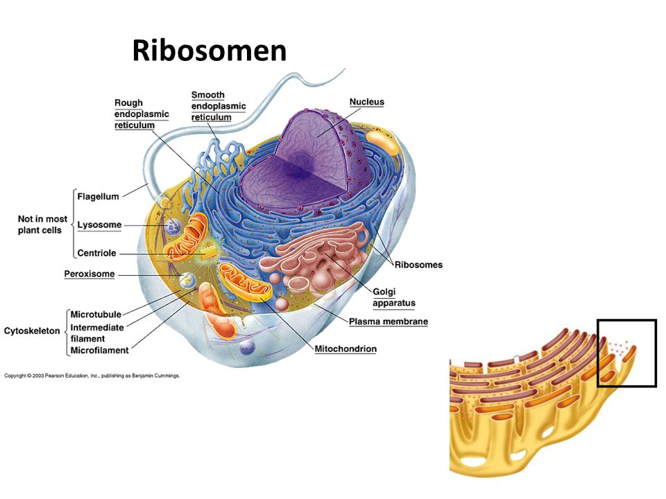 Ribosomen