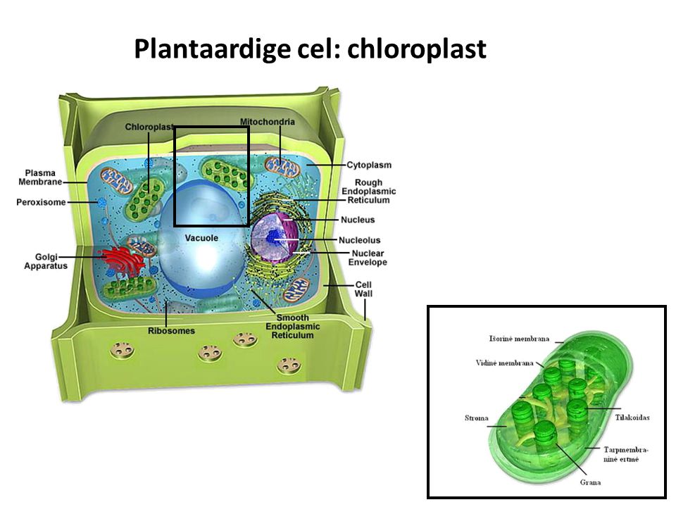 Plantaardige cel: chloroplast