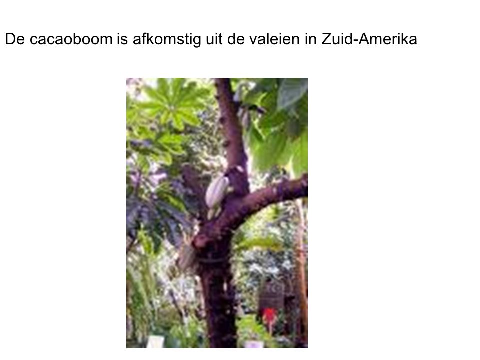De cacaoboom is afkomstig uit de valeien in Zuid-Amerika