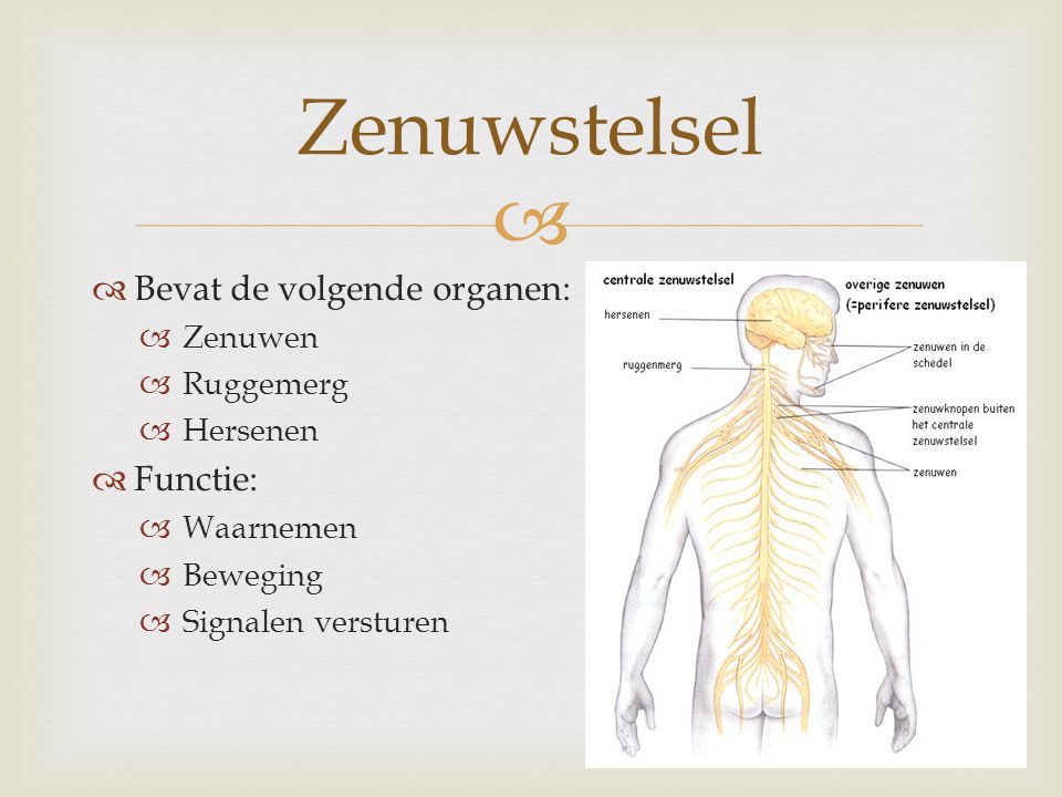 Zenuwstelsel Bevat de volgende organen: Functie: Zenuwen Ruggemerg
