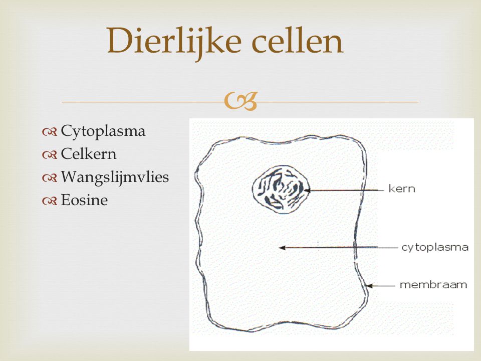 Dierlijke cellen Cytoplasma Celkern Wangslijmvlies Eosine