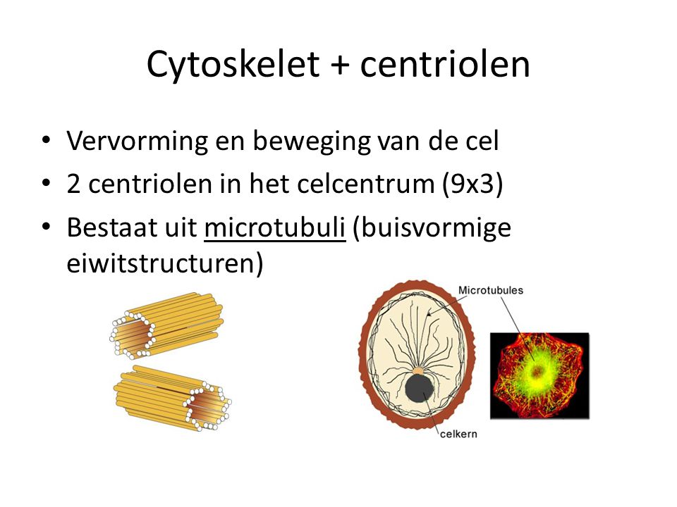 Cytoskelet + centriolen