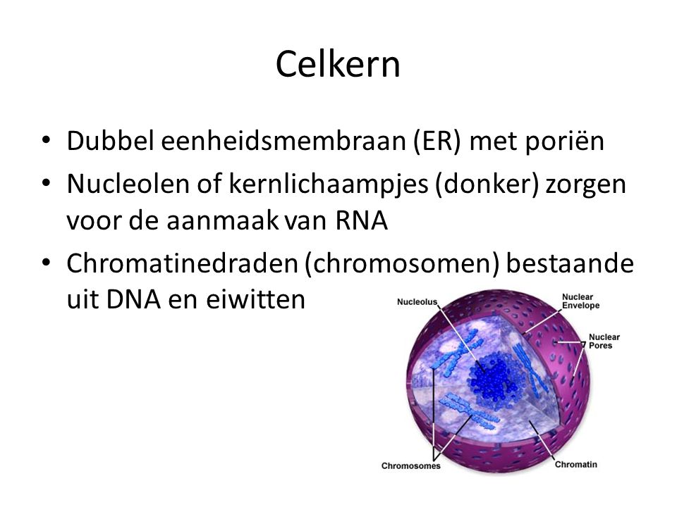 Celkern Dubbel eenheidsmembraan (ER) met poriën