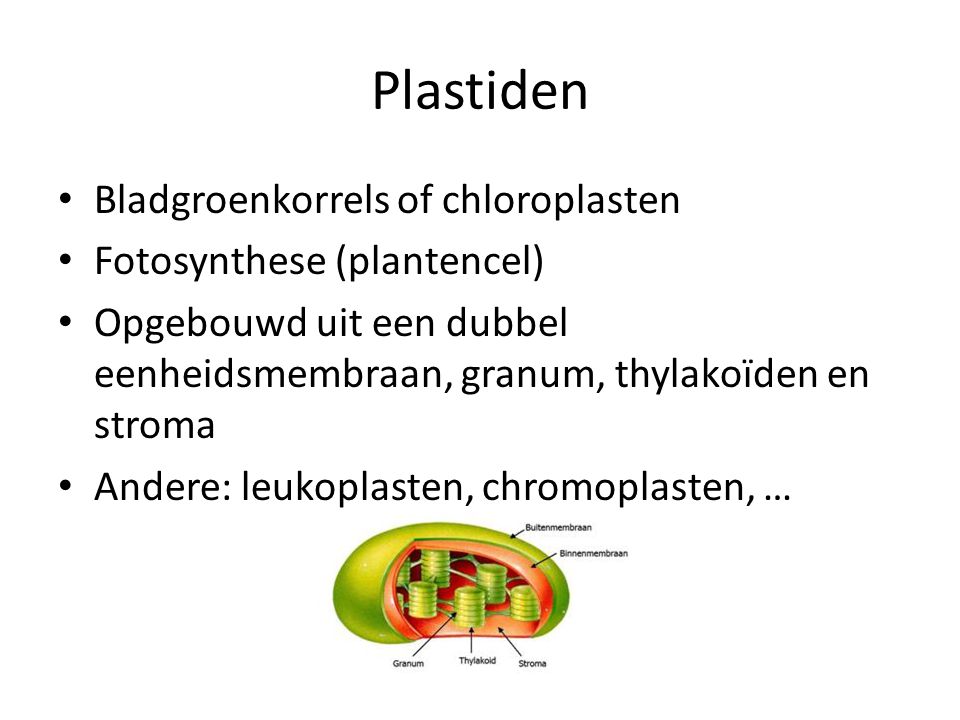 Plastiden Bladgroenkorrels of chloroplasten Fotosynthese (plantencel)
