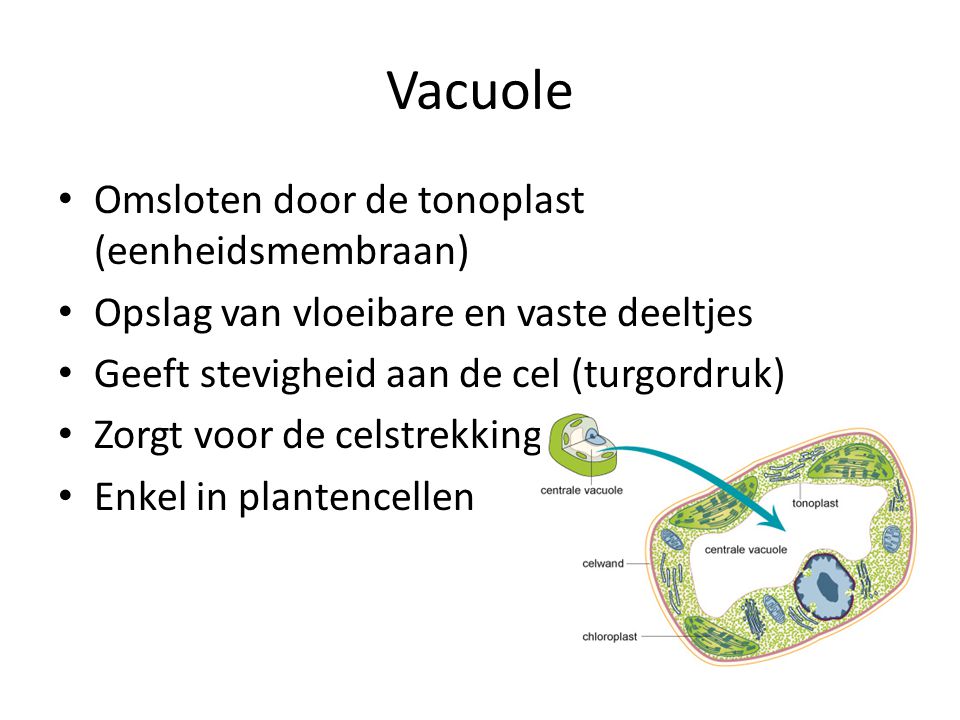 Vacuole Omsloten door de tonoplast (eenheidsmembraan)