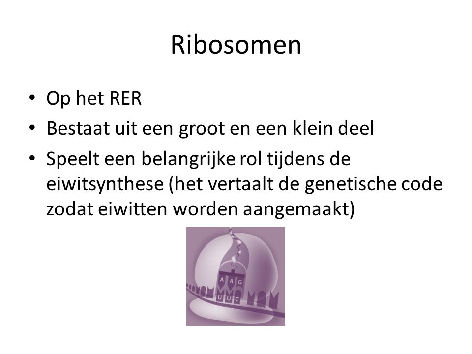 Ribosomen Op het RER Bestaat uit een groot en een klein deel