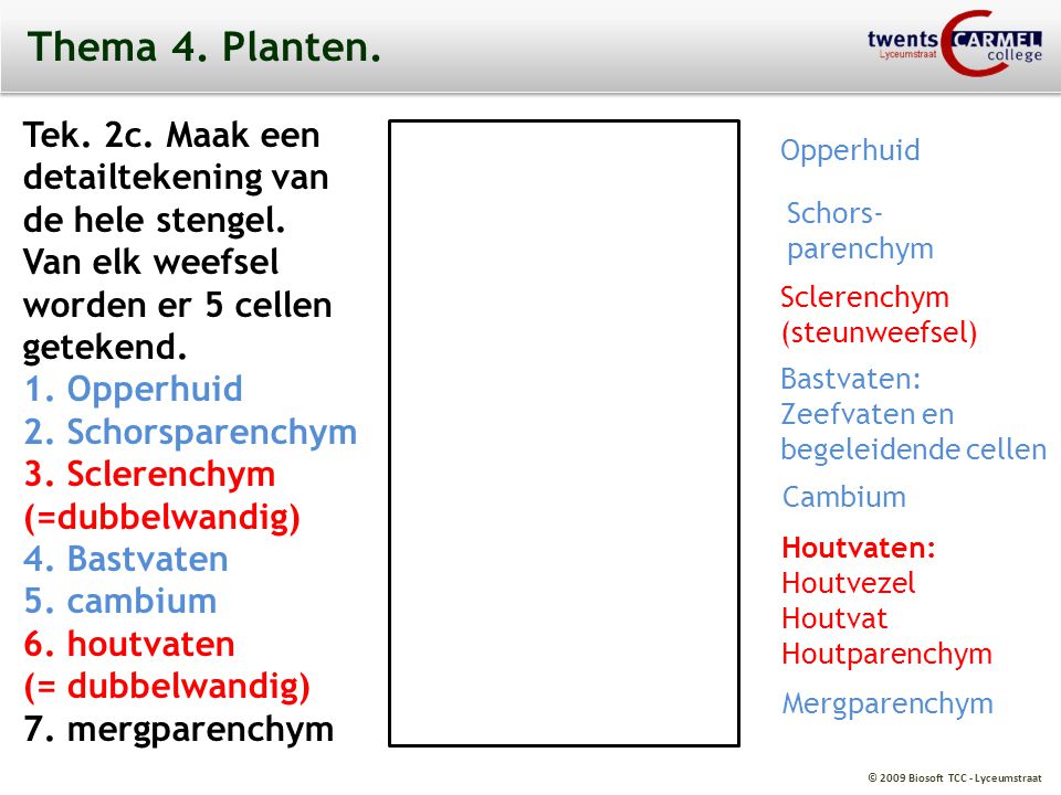 Thema 4. Planten. Tek. 2c. Maak een detailtekening van
